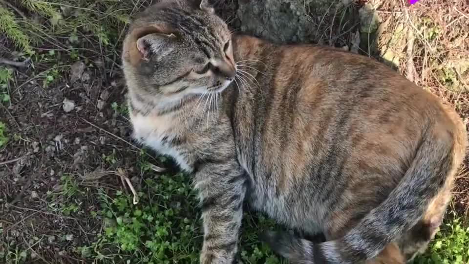 狸花猫老往外跑,天天出来晒太阳