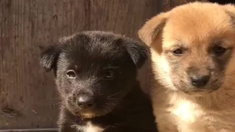 小黄狗:你真烦狗!