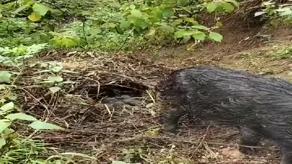 在山上遇到一窝野猪,原来野猪窝是这样的,长见识了