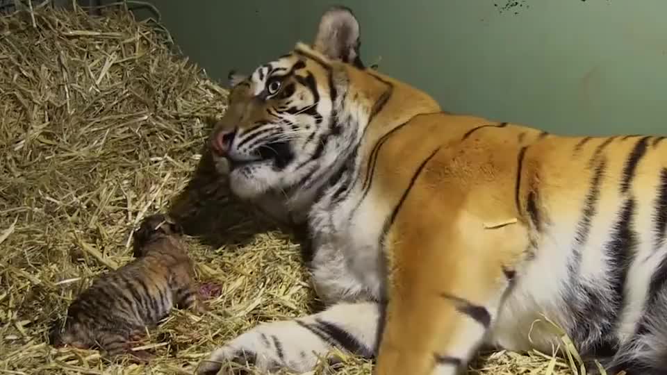 虎妈第一次见到自己娃,一脸震惊,虎:这是我生的吗?