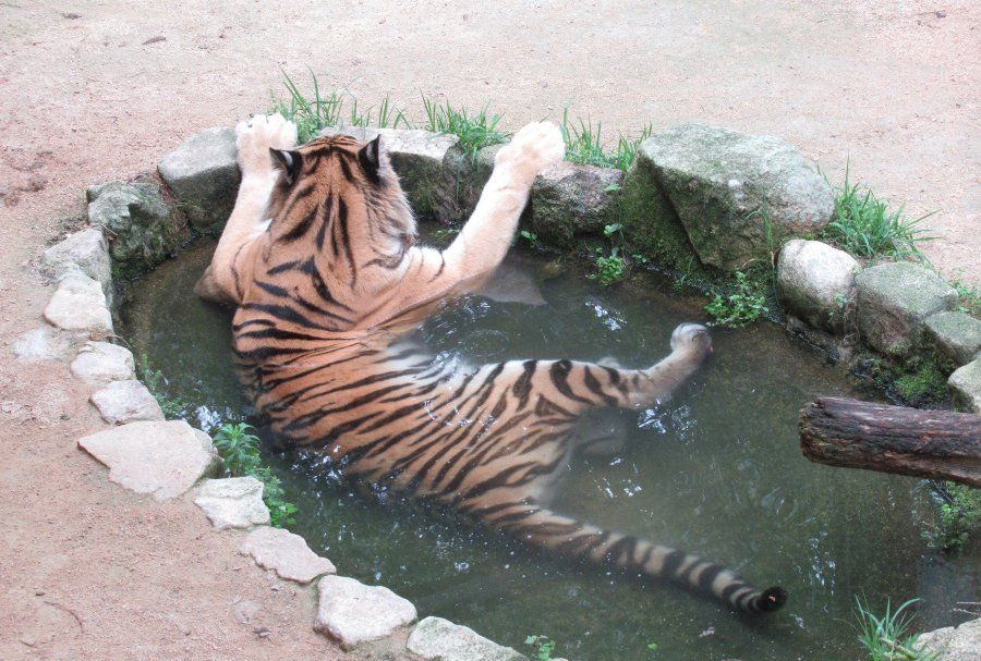 优哉游哉的虎大王 看起来跟咱家里的大橘猫也没什么区别 优哉游哉的虎大王 看起来跟咱家里的大橘猫也没什么区别