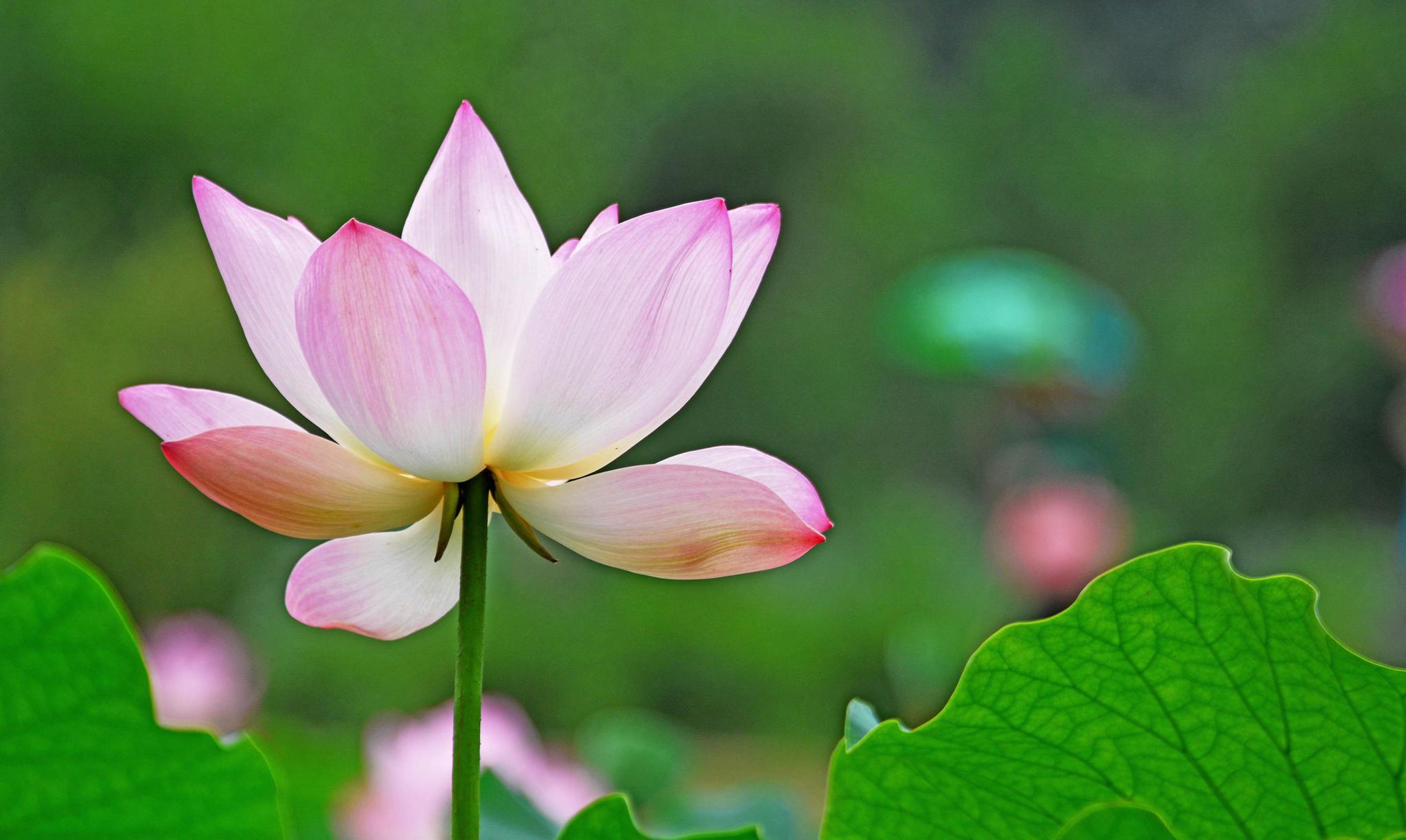 玫瑰园给了我美丽心情