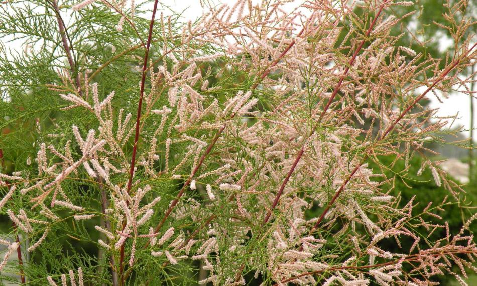 黄河入海口生长独特的"三春柳",真想不到,它的种子竟来自这里