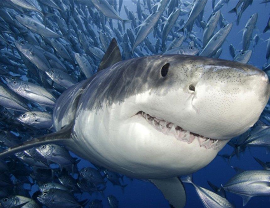 澳洲海域出现会行走的鲨鱼,它们身上长着脚蹼,会是新物种吗?