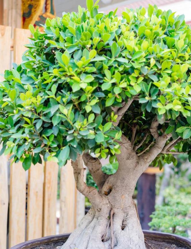 冬天谨防盆栽小榕树掉叶子,做好3多1少,叶子翠绿油亮