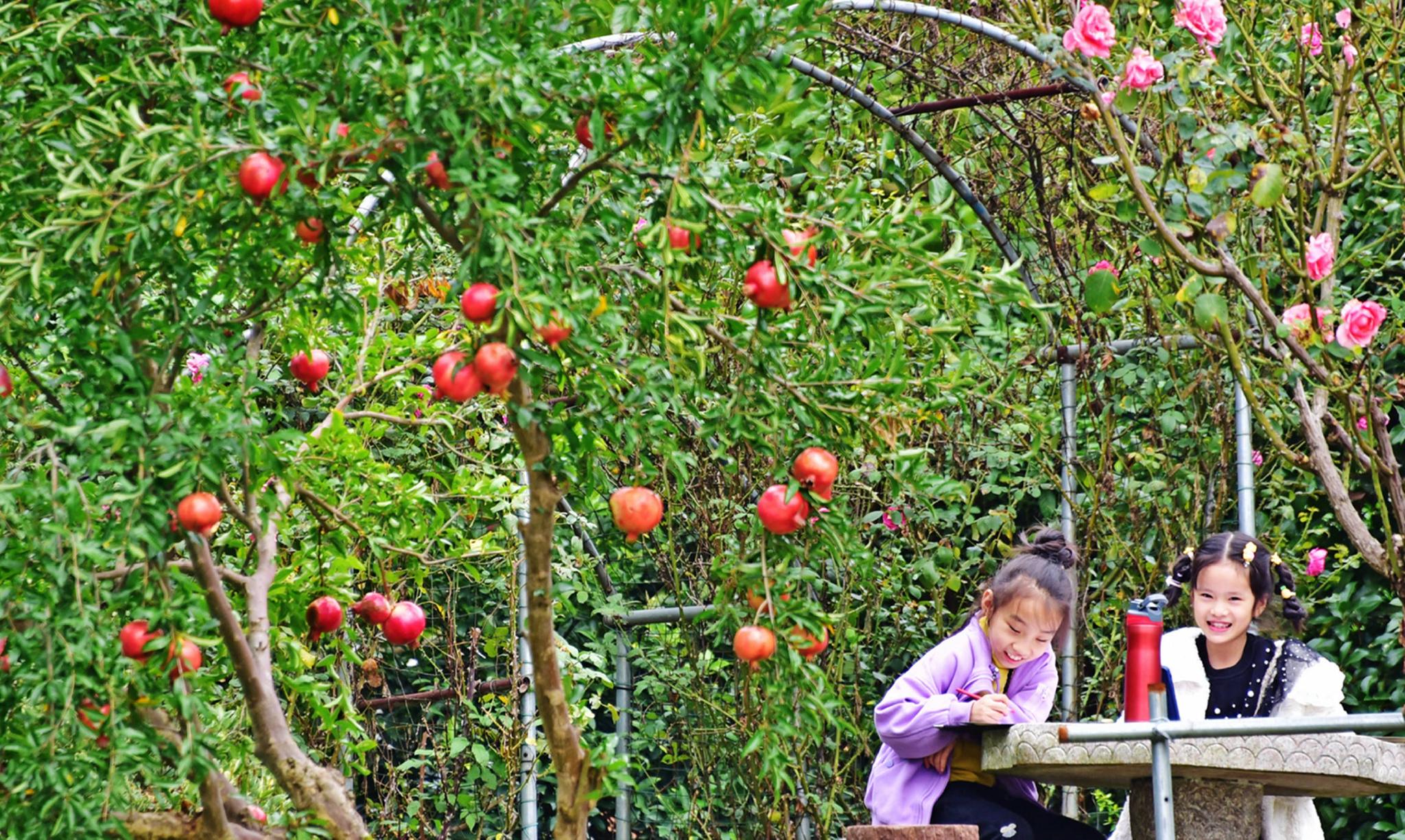 农村果园归属与承包问题 自家果园经营组织形式选择