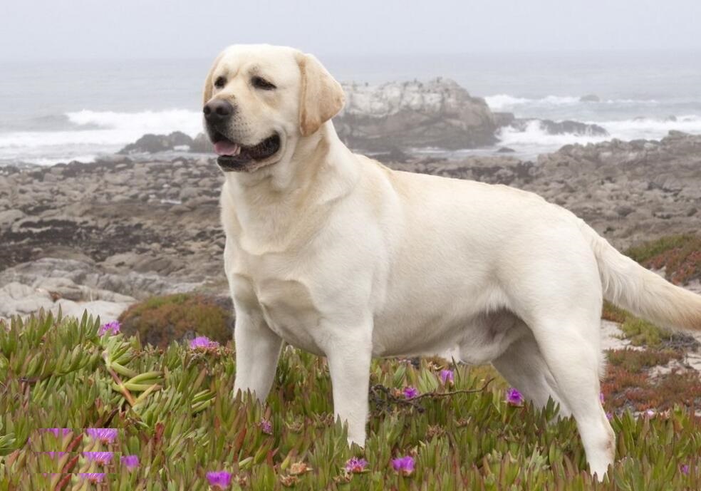 天资聪颖帅气可爱是拉布拉多犬的魅力所在
