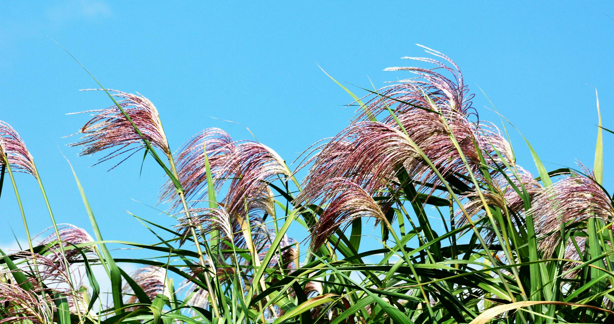 荻花摇曳秋风里