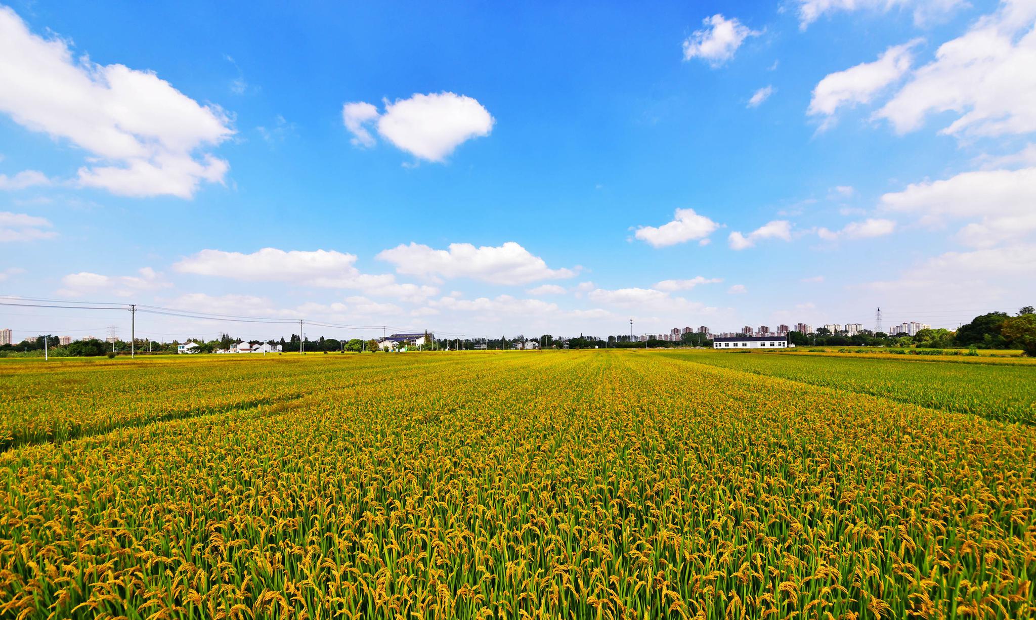 丰收的田野谨以此片告慰袁老一路走好