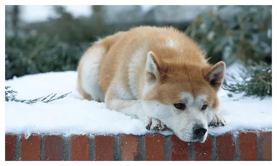 《忠犬八公的故事》:动物的感情是很纯粹的,万物皆有灵|狗狗|万物