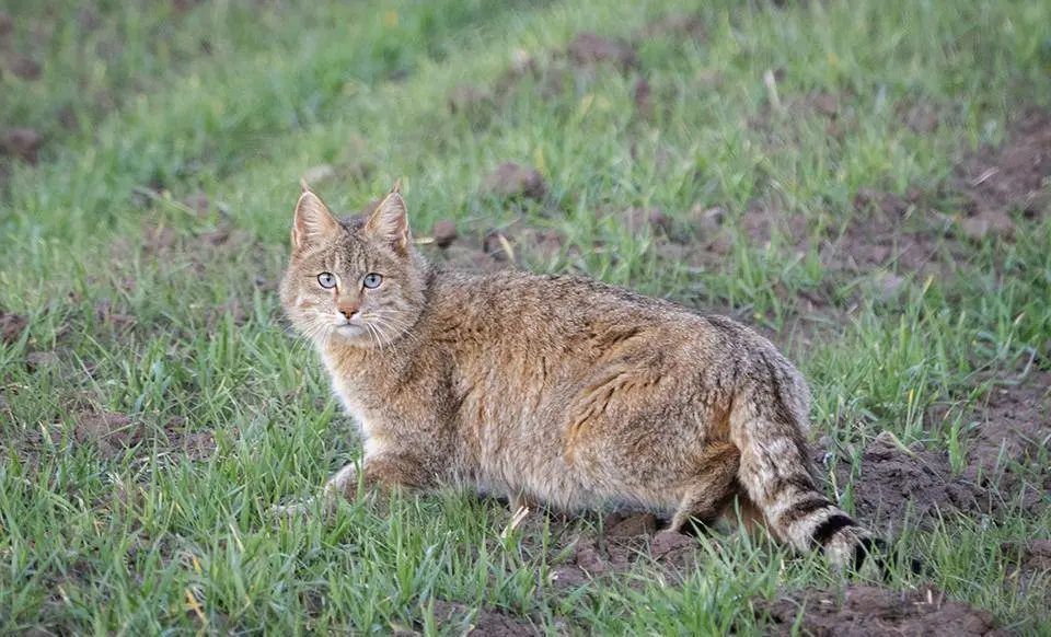澳大利亚野猫捕杀野生动物 野猫治理难题如何解决