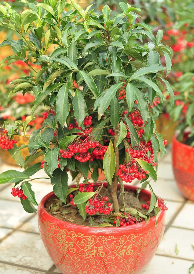 年宵花富贵子大量上市,养护做好5件事,红果果能挂100天
