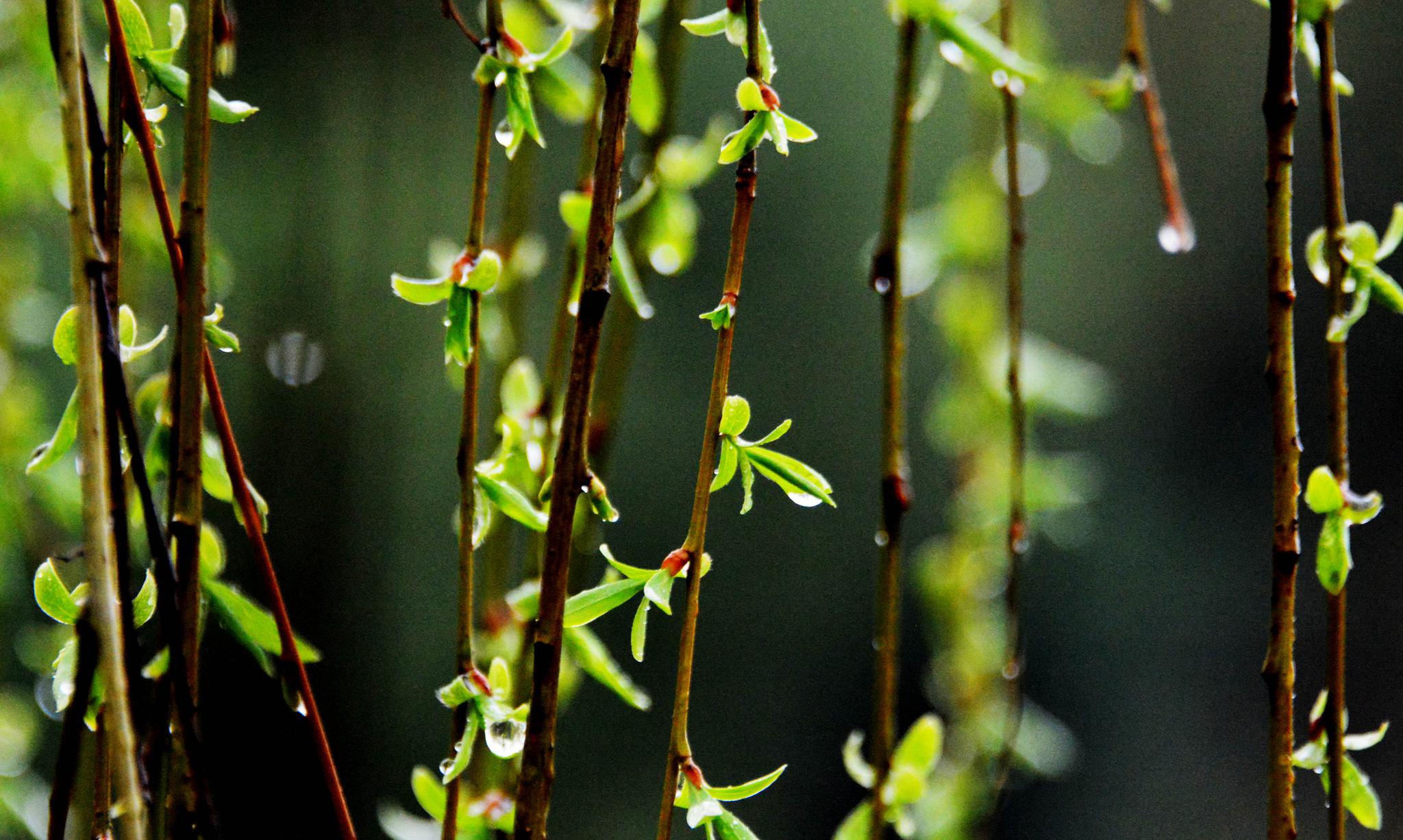 春风春雨春意浓 春草春色春花红.
