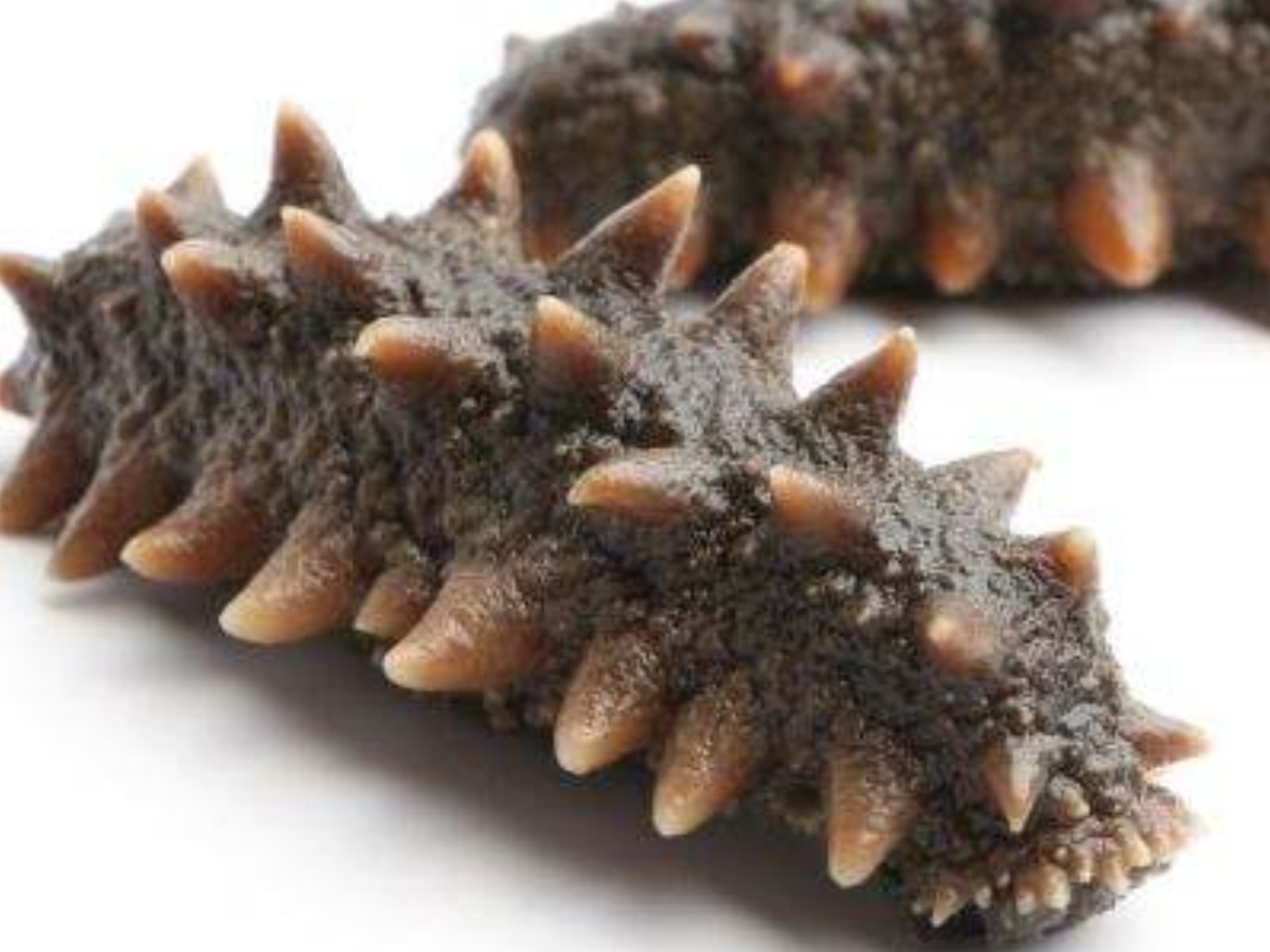 晗小厨:"私房辽刺参"领跑者 大连深海的"参情"问候|辽刺参|海参|小厨