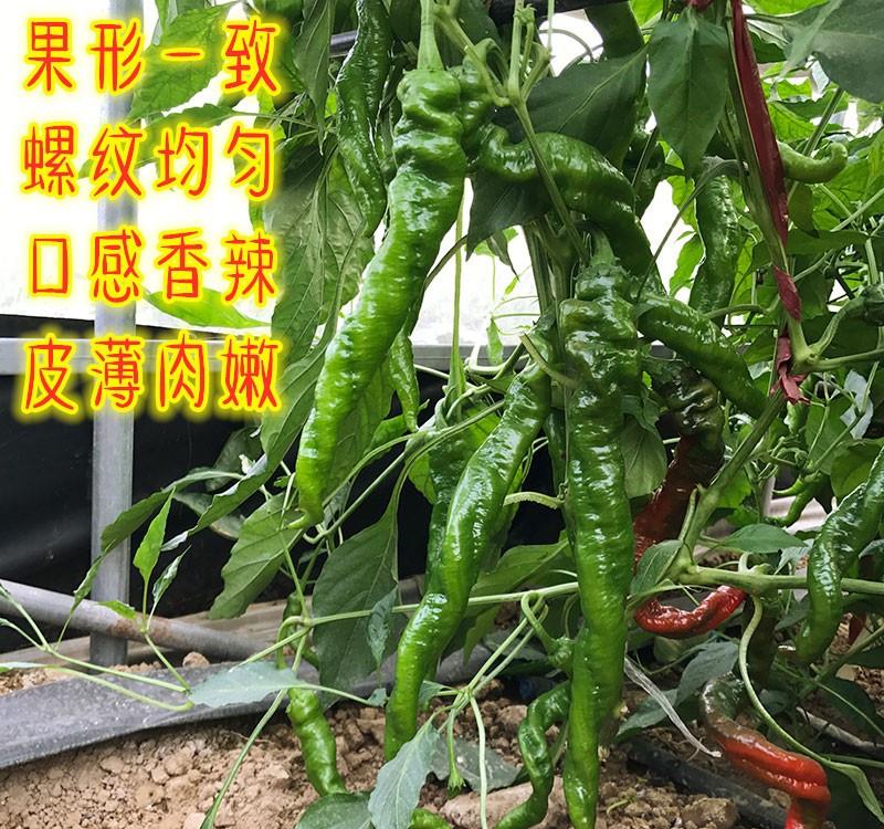 这个螺丝椒品种优秀了！挂果又多又好，果还特长！可达到35厘米|螺丝|品种|果型_新浪新闻