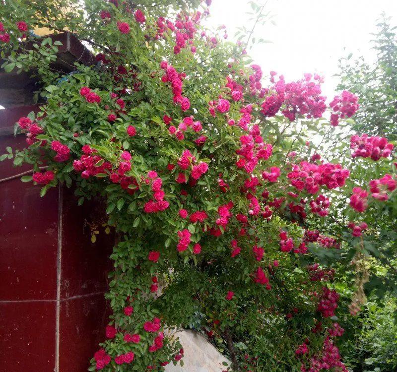 红木香特别耐寒,冬天能耐-20℃的低温,所以除了新疆