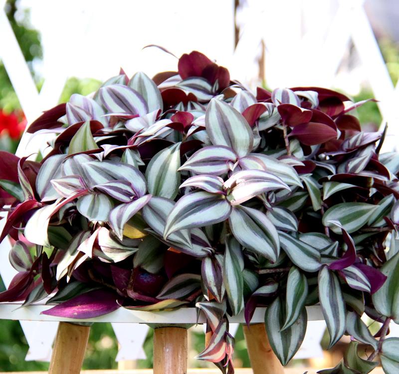 吊竹梅冬季养护小技巧,掌握几点,不黄叶枯叶,长势旺盛像瀑布|吊竹梅