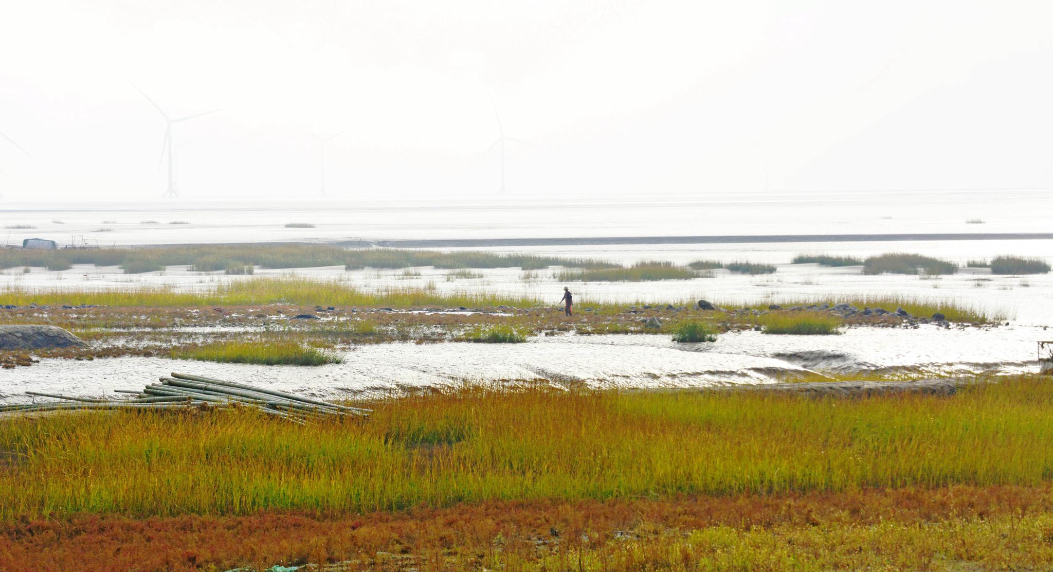 秋行条子泥,江苏盐城东台弶港条子泥景区。|东台|条子|弶港_新浪新闻