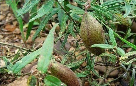 农村人叫羊角瓜,一到夏天就去山上摘,味道非常好,吃过吗