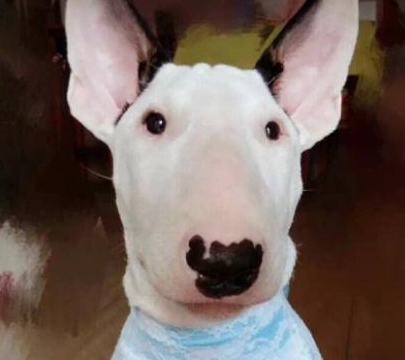 牛头梗被大家广为知道的原因可能就是因为恶搞了孙红雷,那表情,那神态