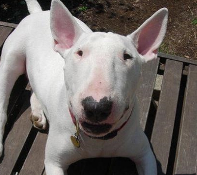 你知道牛头梗吗?一个明星让它更有名,快进来了解下吧