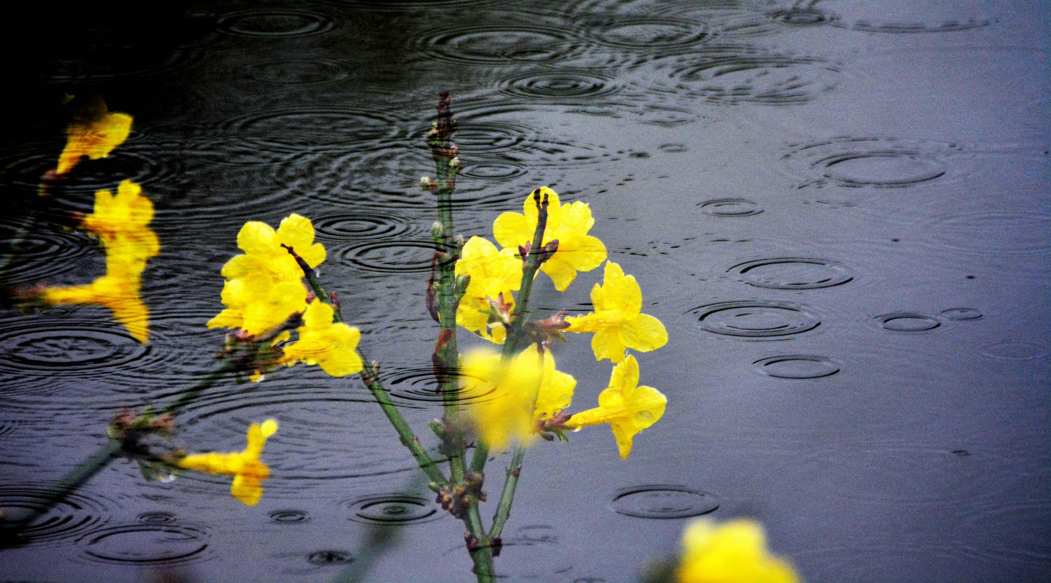 春风春雨春意浓 春草春色春花红.
