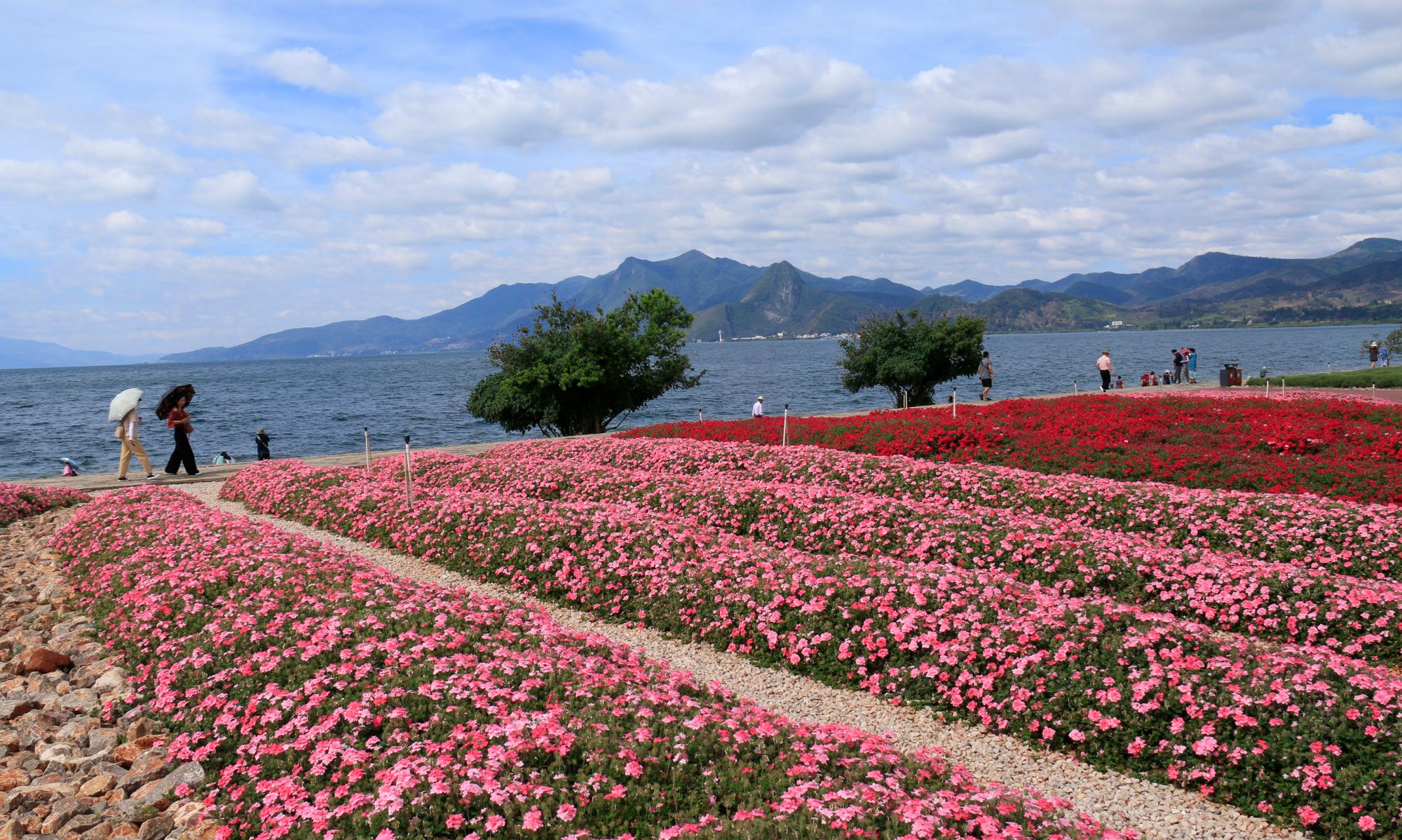 抚仙湖边上的美花海及双胞胎