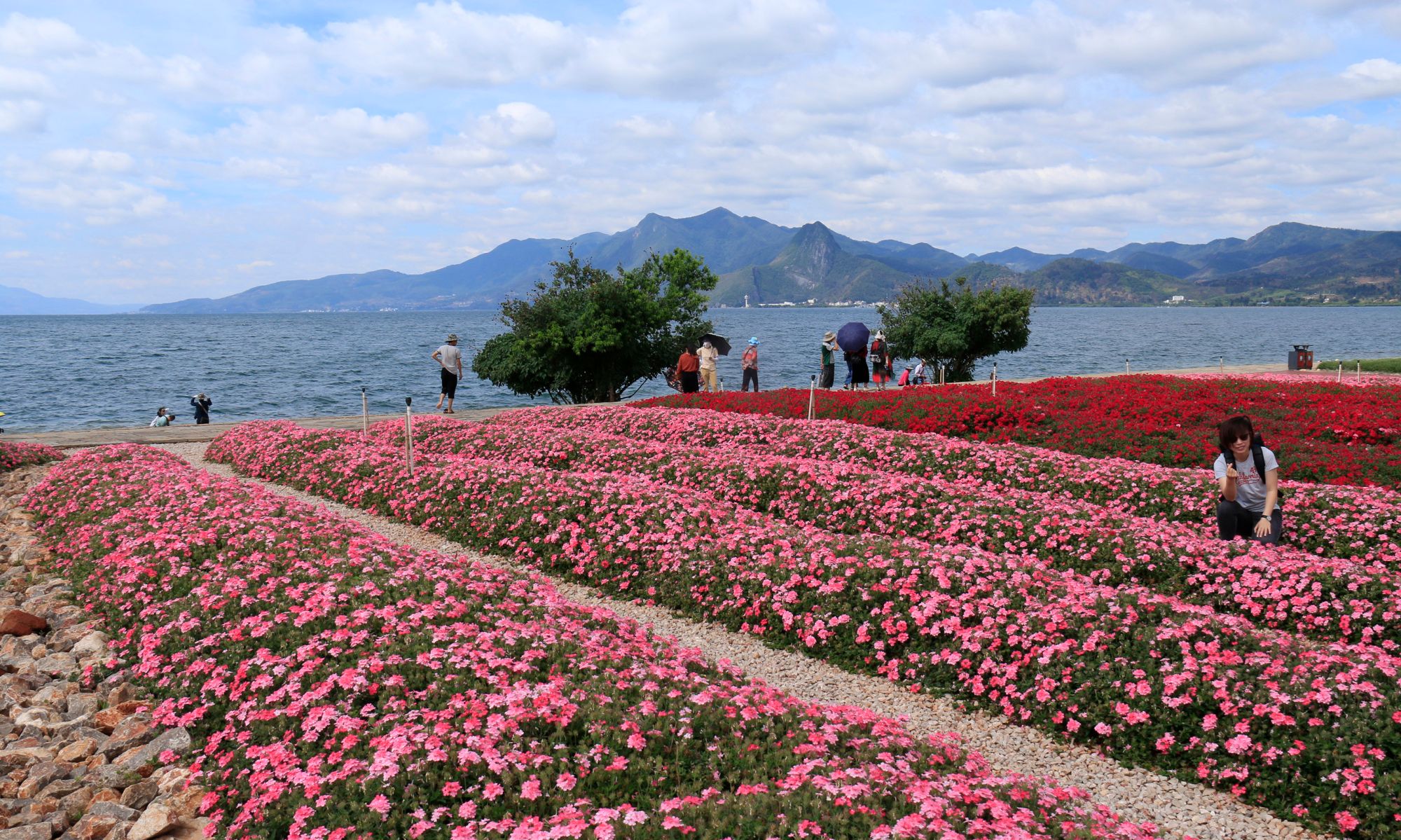 抚仙湖边上的美花海及双胞胎