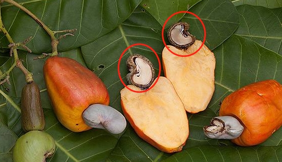 大部分植物的种子是处在果实内部的,但是腰果很例外,它长有像灯笼一样