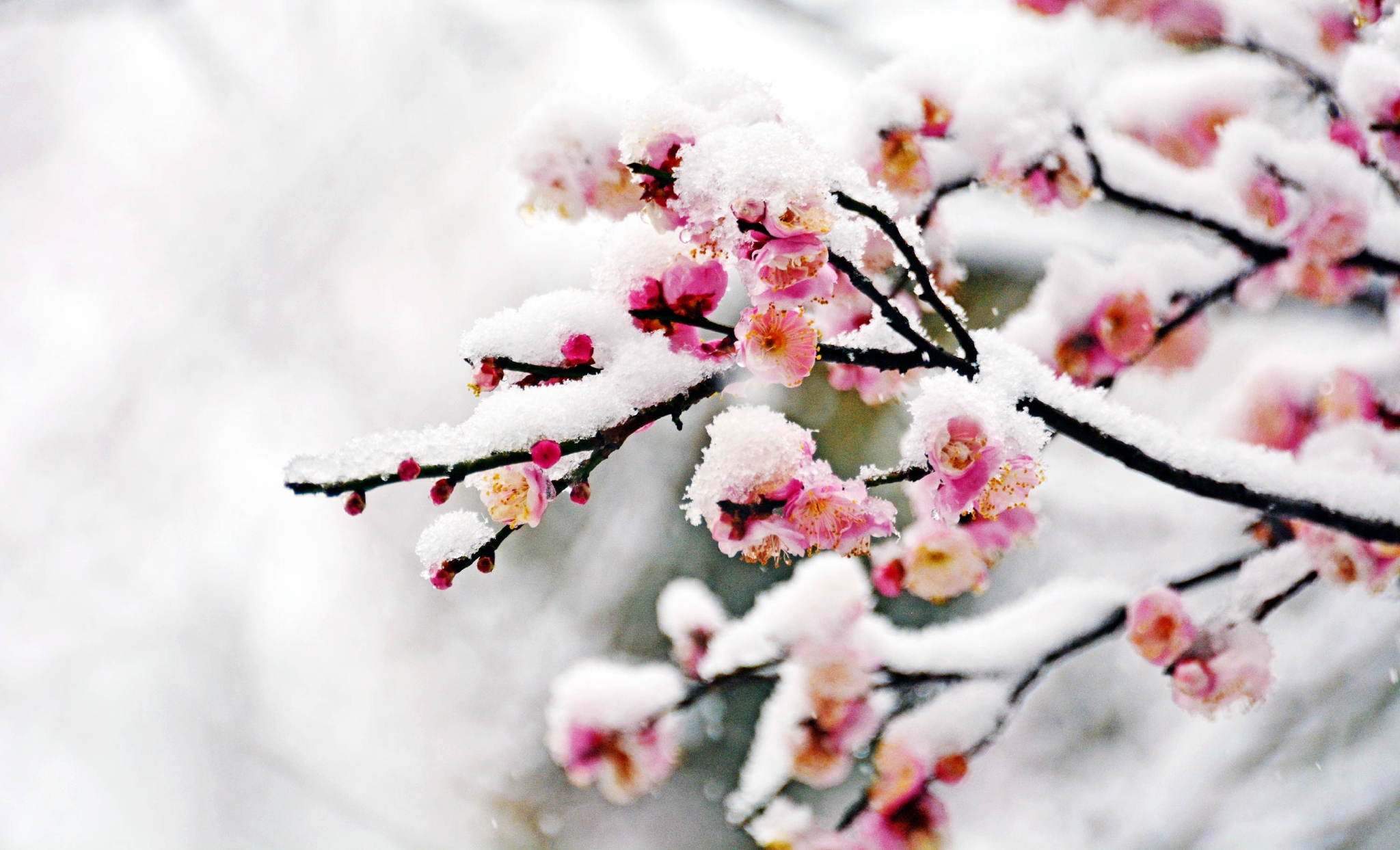 梅花香自苦寒来,傲霜斗雪放光彩.__财经头条