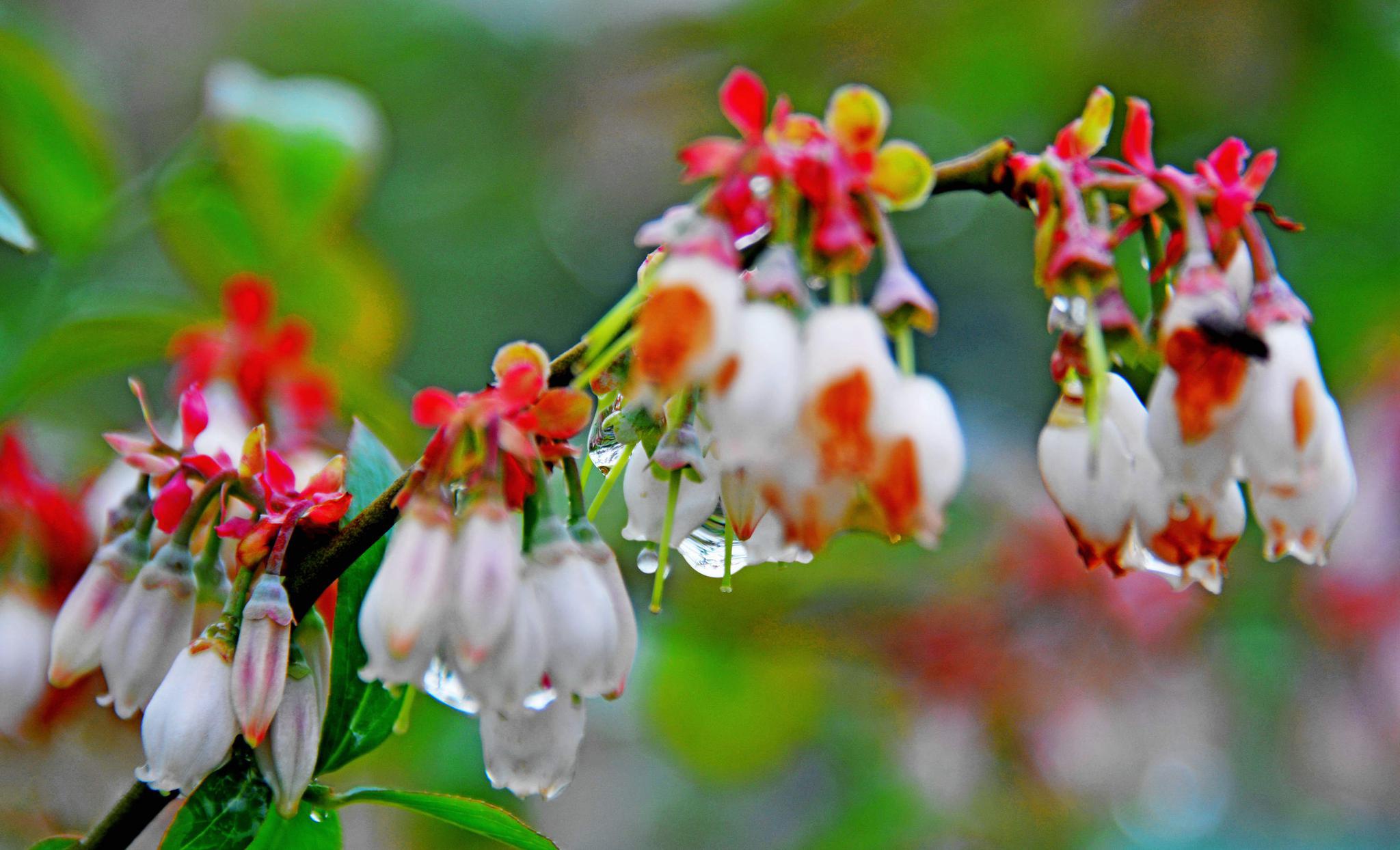 蓝莓花与果实摄于江苏无锡锡山区锡北镇斗山辛巷家庭农场