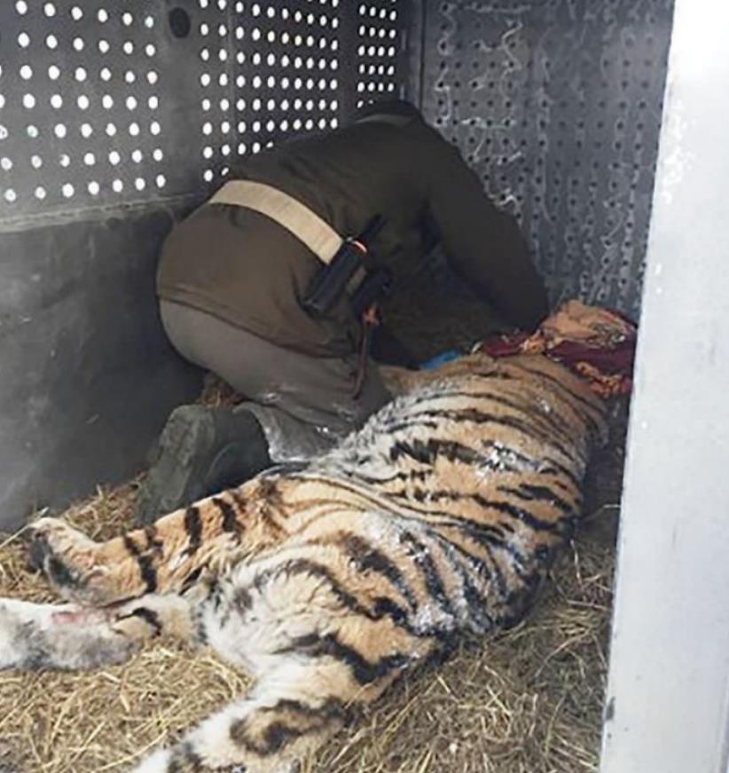 西伯利亚虎难忍牙疼抛下威风向猎人求助老虎给点药呗