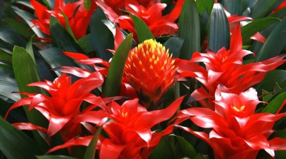 凤梨|凤梨花|红蜘蛛_新浪新闻