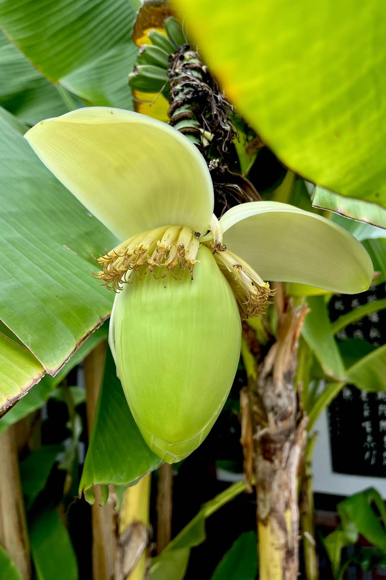 蓝天白云下芭蕉花 果 武汉黄鹤楼公园 高清图集 新浪网 蓝天白云下芭蕉花 果 武汉黄鹤楼公园 高清图集 新浪网