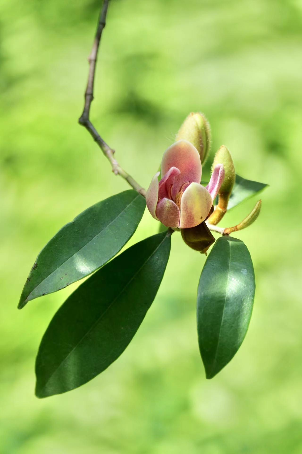 植物之美--野含笑(中科院武汉植物园)_高清图集_新浪网