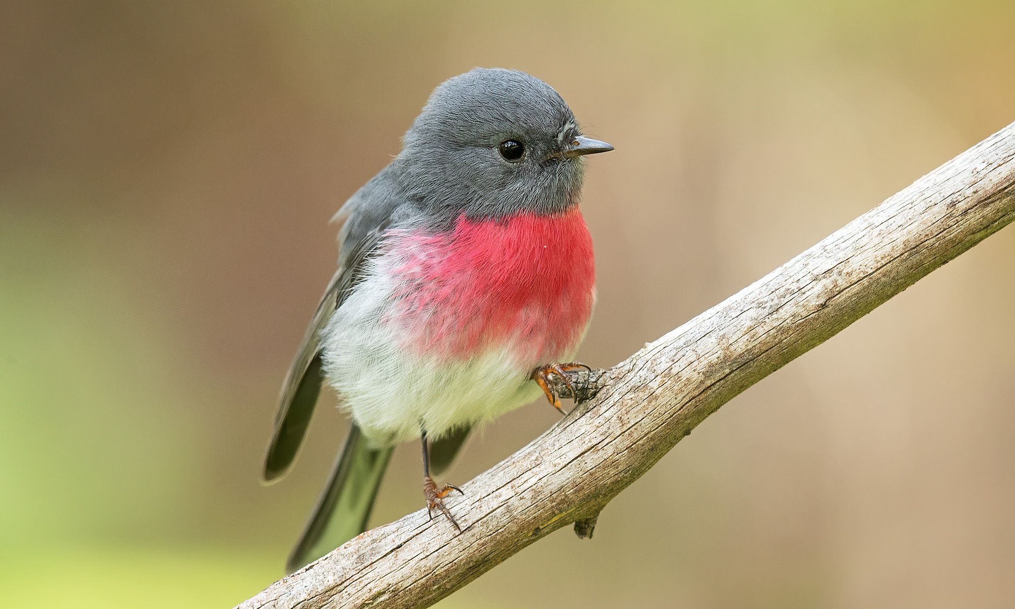 可爱的小鸟,全部是用佳能最新顶级相机eos-1d x mark iii拍摄