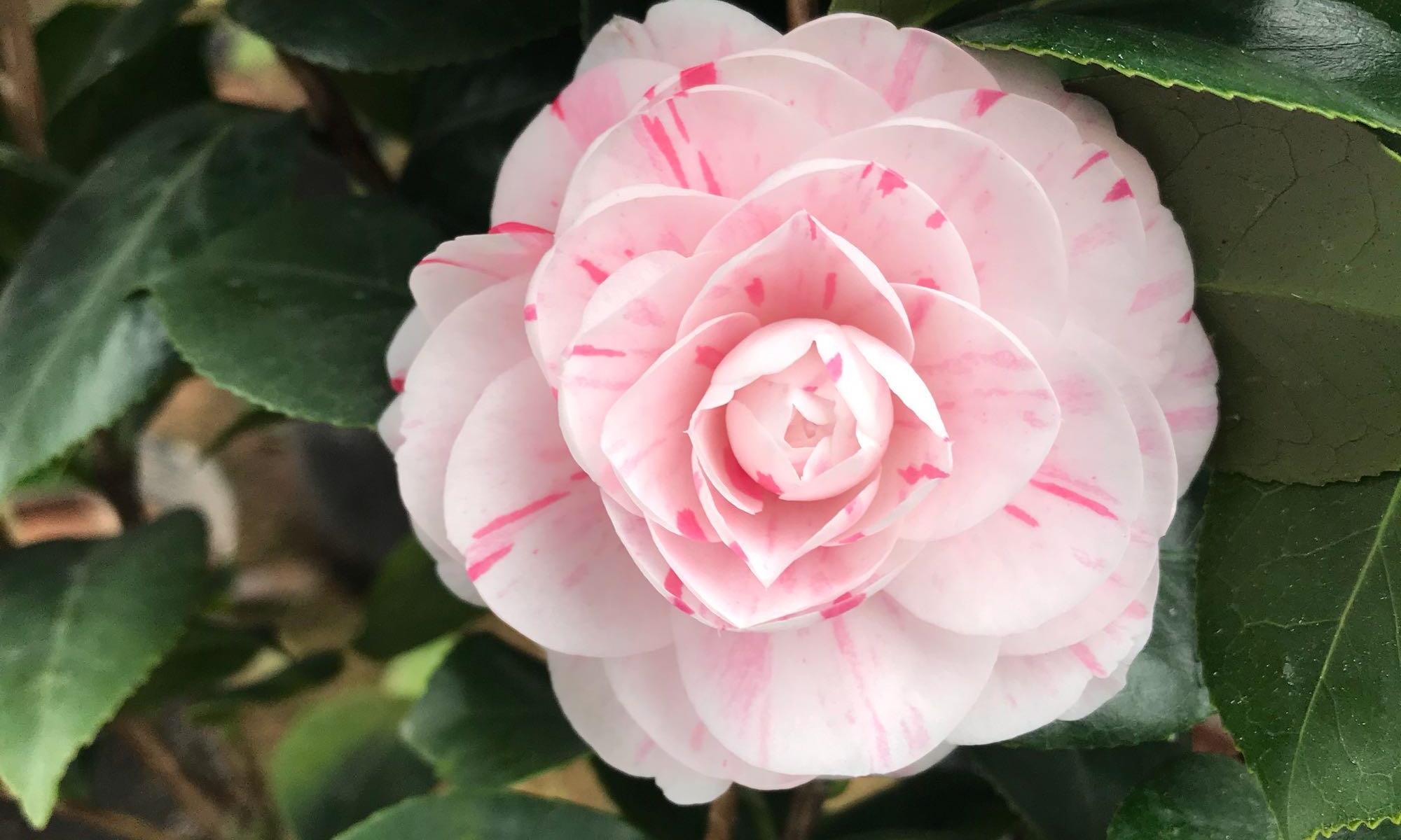 十八学士茶花的花苞外层枯萎了怎么回事?是浇水太多,还是肥伤