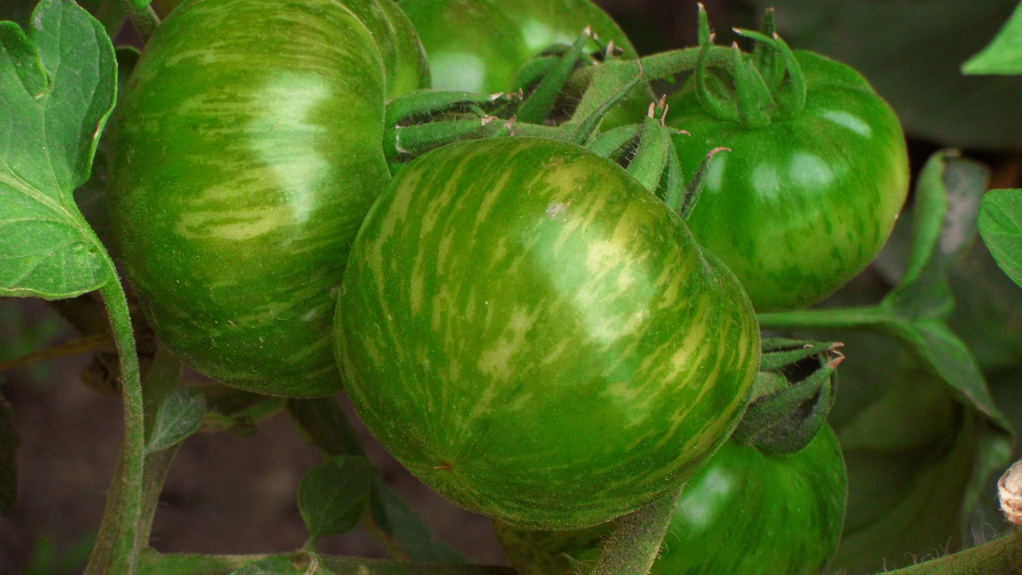 贼不偷西红柿,原创拍摄_高清图集_新浪网