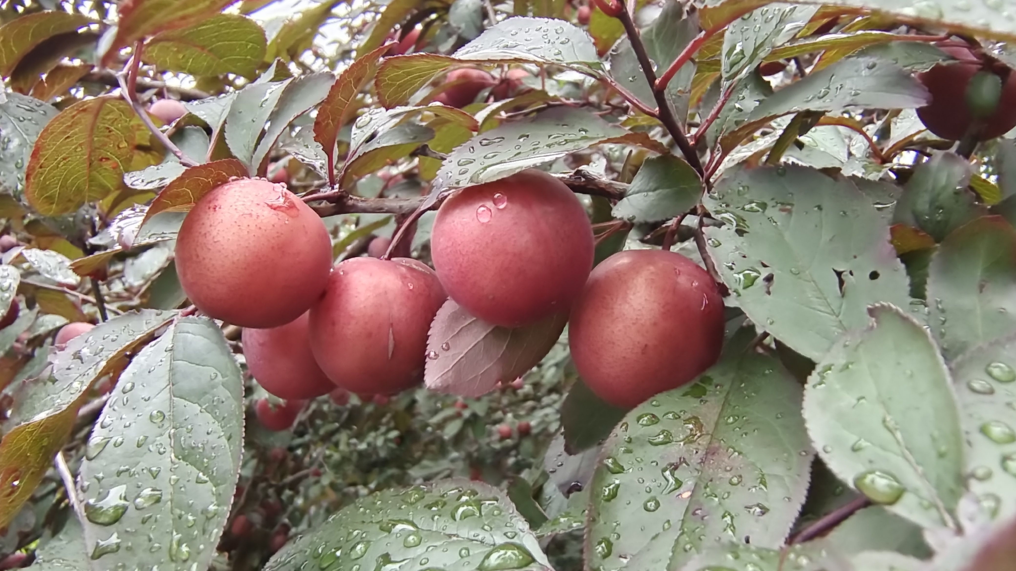 吉安随拍:紫叶李果实挂满枝头_高清图集_新浪网