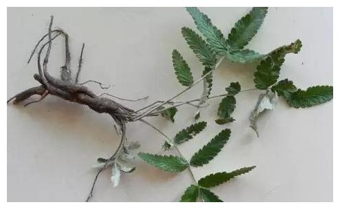 农村有一种奇特的草,被称作"小人参",药用价值却很高
