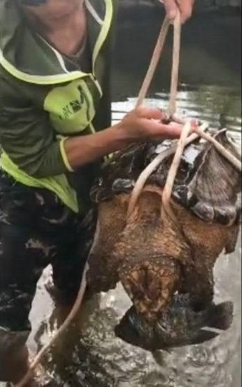 一條兩斤左右食人魚,被鱷龜緊緊咬住,太不可思議了.