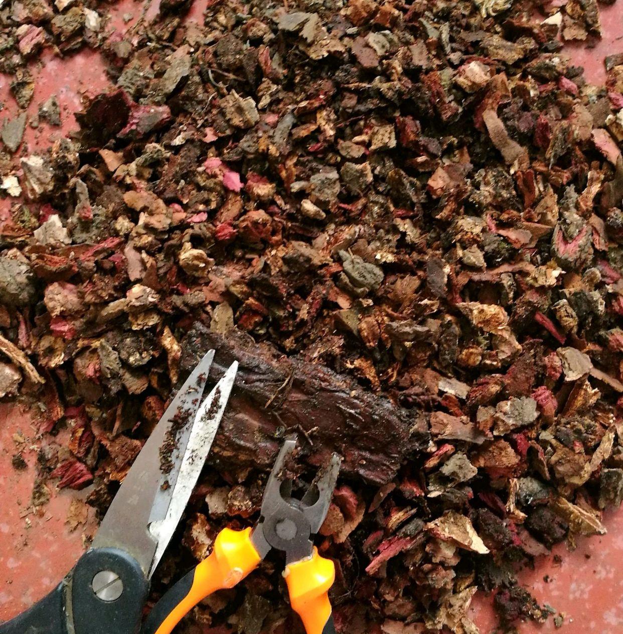 松树皮养兰花易长出白腿根,松树皮多大的颗粒合适,手剪痛了|松树皮