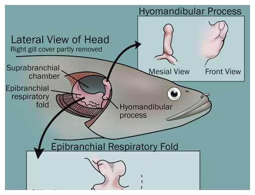 黑鱼的 顽强 水体干枯开裂仍然能生存 它是怎么做到的 黑鱼 肺鱼 鱼鳃 新浪新闻