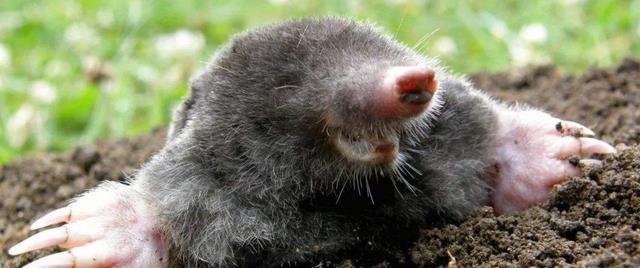 鼹鼠眼睛细小,嗅觉灵敏,爪子上长着细长,坚硬的趾甲,方便它们挖掘