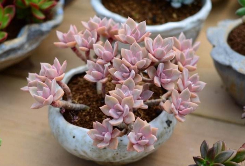 多肉姬胧月漂亮又好养做好6个细节养成老桩盆景