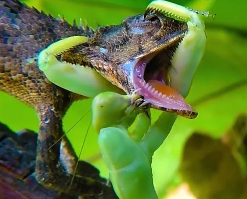 螳螂的战斗力有多强人类就有多残忍