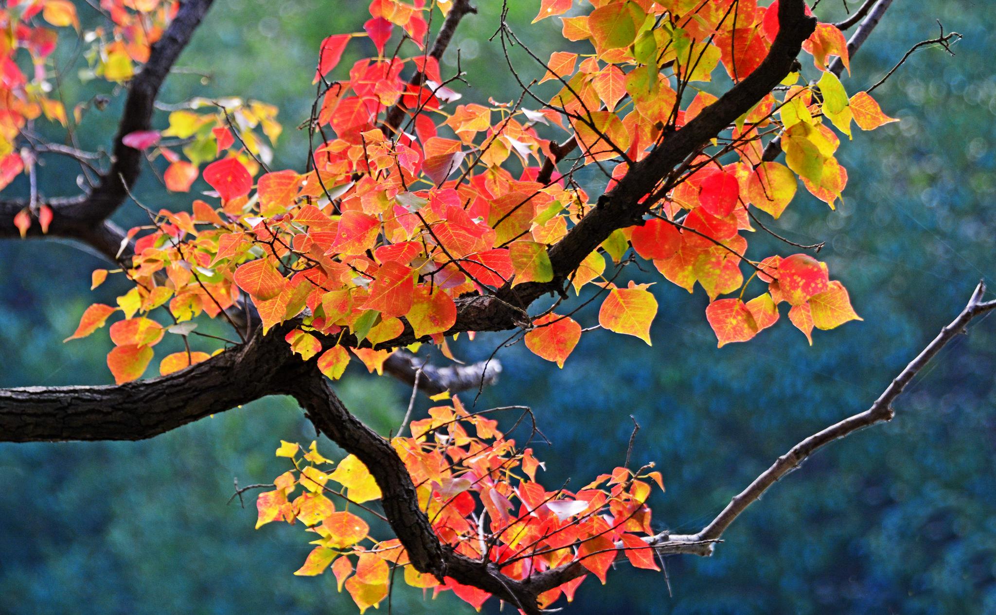 乌桕树叶开启了色彩缤纷的秋天江苏省无锡市锡山区锡北镇