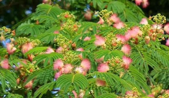 古代合欢散配方揭秘 古代香料的神秘魅力