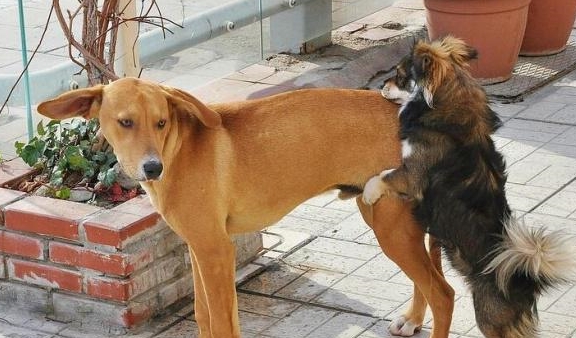 两只公狗也能够做出骑乘动作狗狗该不会有同性恋吧