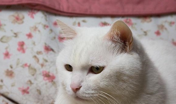 养猫的 好处 多 值得你花费时间与金钱去饲养 猫咪 猫 爱猫 新浪新闻 养猫的 好处 多 值得你花费时间与金钱去饲养 猫咪 猫 爱猫 新浪新闻